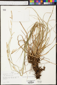 Carex cherokeensis image