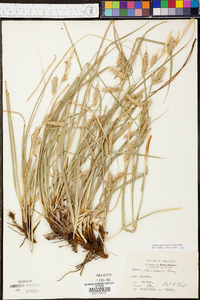 Carex cherokeensis image