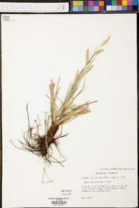 Carex cherokeensis image