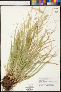 Carex cherokeensis image