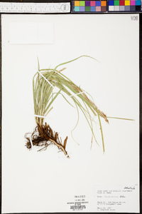 Carex cherokeensis image