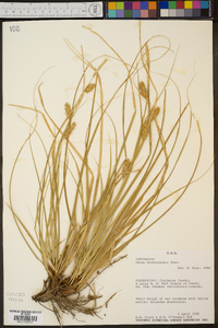 Carex cherokeensis image