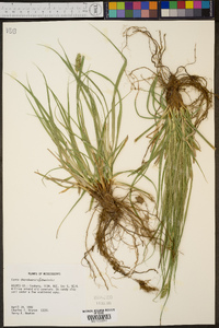 Carex cherokeensis image