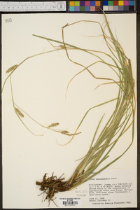 Carex cherokeensis image