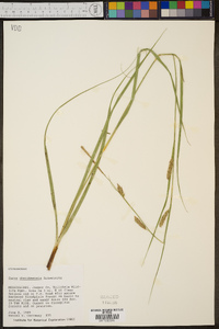 Carex cherokeensis image