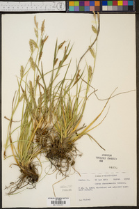 Carex cherokeensis image