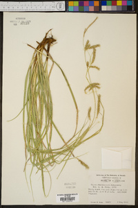 Carex cherokeensis image