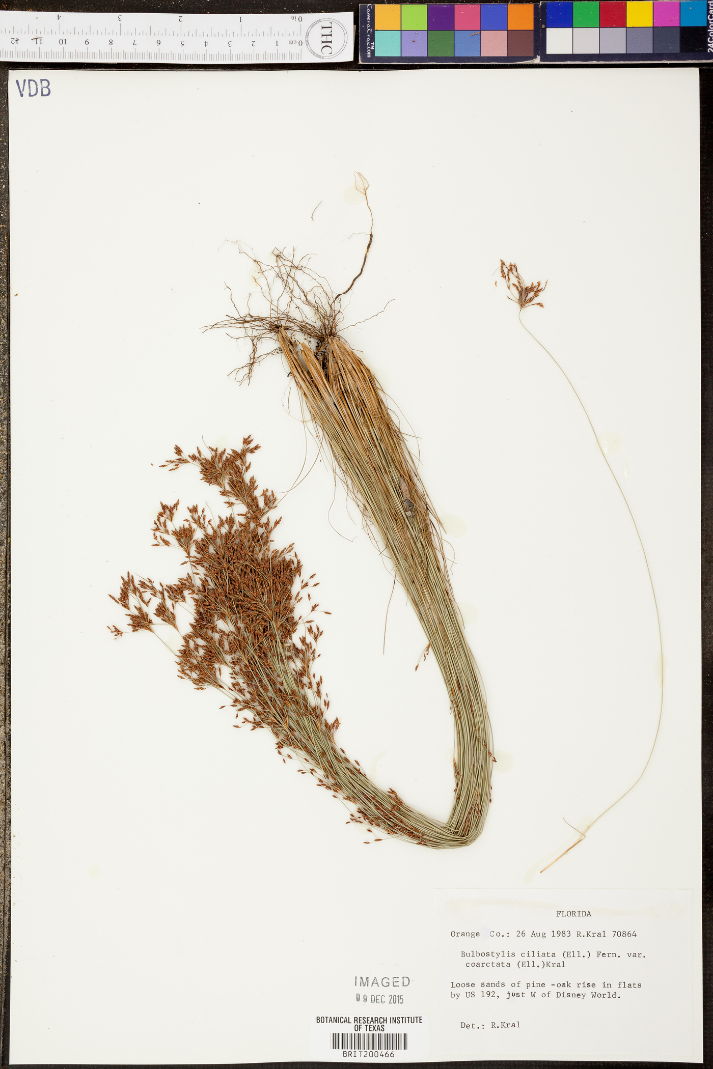 Bulbostylis ciliata image