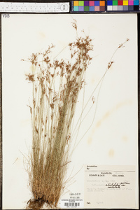 Bulbostylis ciliatifolia var. coarctata image