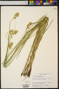 Carex bicknellii image