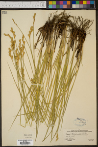 Carex bicknellii image