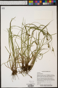 Carex bushii image