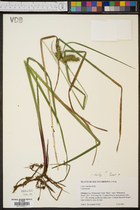 Carex baileyi image