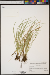 Carex basiantha image