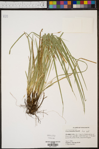 Carex basiantha image