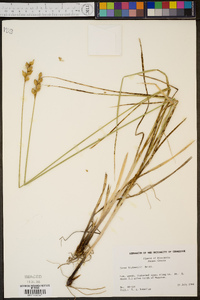 Carex bicknellii image