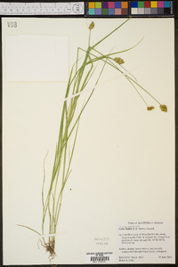 Carex bebbii image