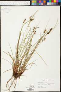 Carex bushii image