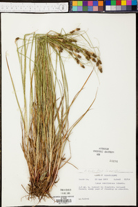 Carex bushii image