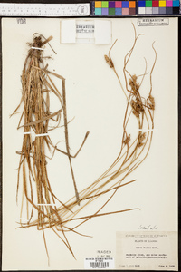 Carex bushii image