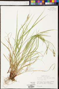 Carex bushii image