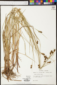 Carex bushii image