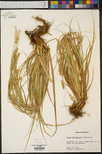 Carex cherokeensis image