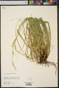 Carex cherokeensis image