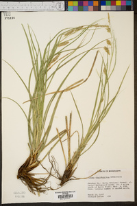 Carex cherokeensis image