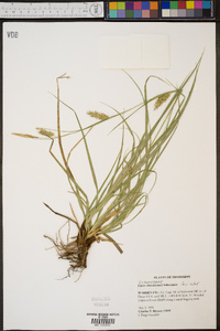 Carex cherokeensis image