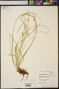 Carex cherokeensis image