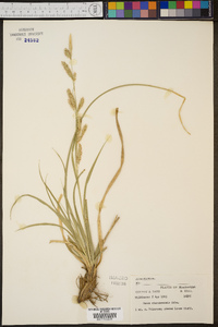 Carex cherokeensis image