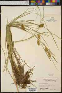 Carex bullata image