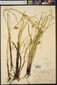 Carex bullata image