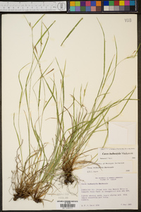 Carex bulbostylis image