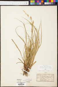 Carex cherokeensis image