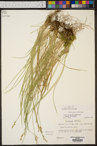 Carex bromoides var. bromoides image