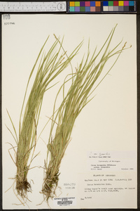 Carex bromoides image