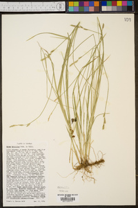 Carex bromoides image