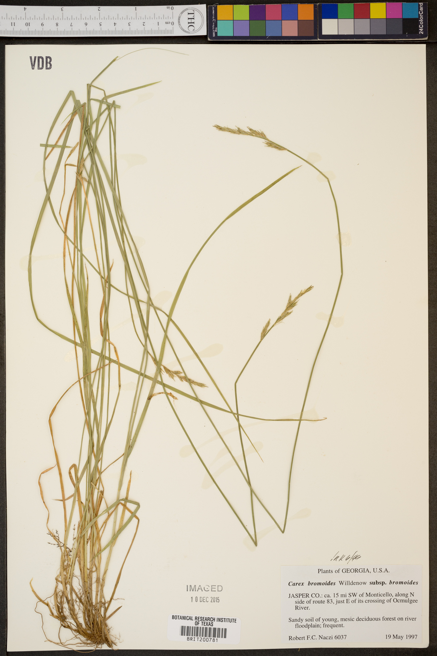 Carex bromoides subsp. bromoides image