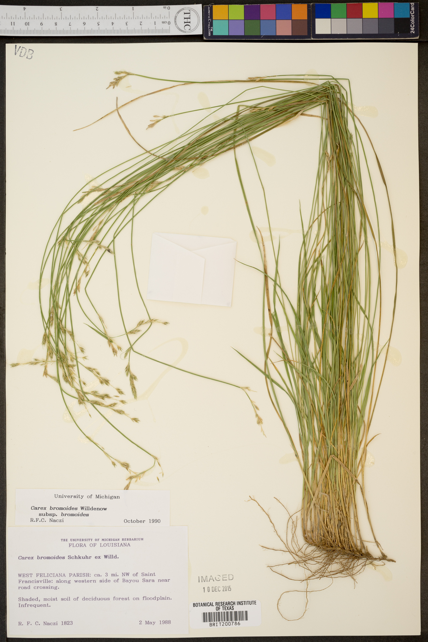 Carex bromoides subsp. bromoides image