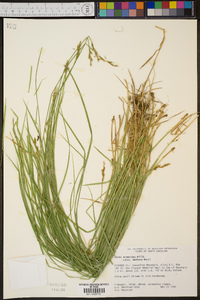 Carex bromoides image