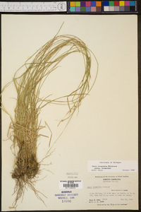 Carex bromoides image