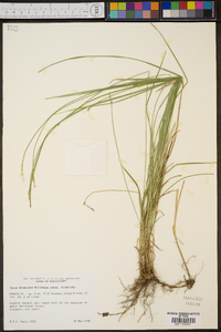 Carex bromoides image