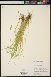 Carex bromoides subsp. bromoides image