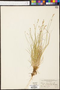 Carex canescens var. subloliacea image