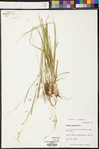 Carex capillaris image