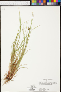 Carex caroliniana image