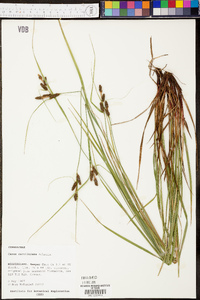 Carex caroliniana image