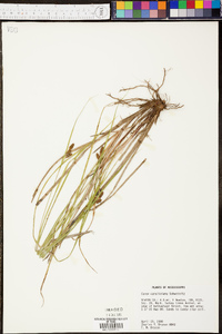 Carex caroliniana image